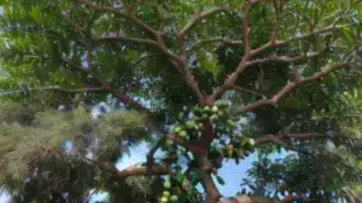 Un arbre de karité avec des fruits mûrs prêts à être récoltés pour produire du beurre de karité